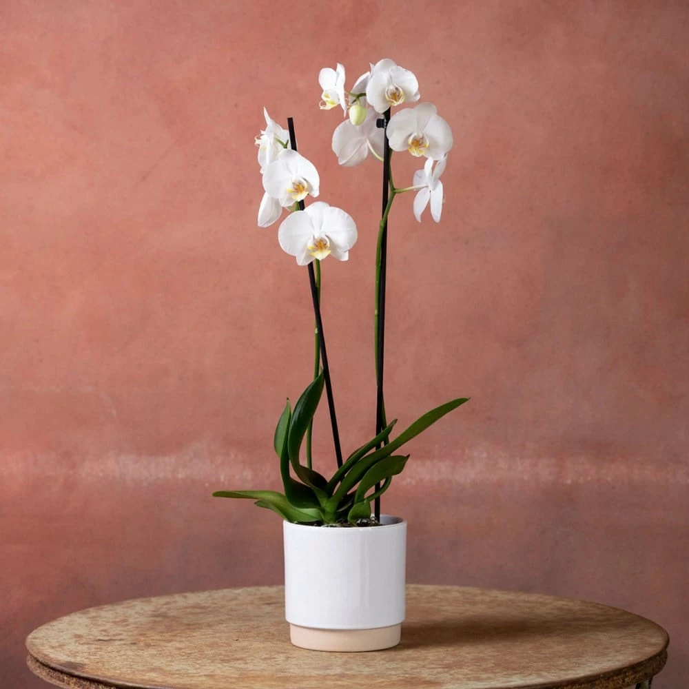 Phalaenopsis 'Inverness' 4 Phalaenopsis 'Inverness' - Image 2