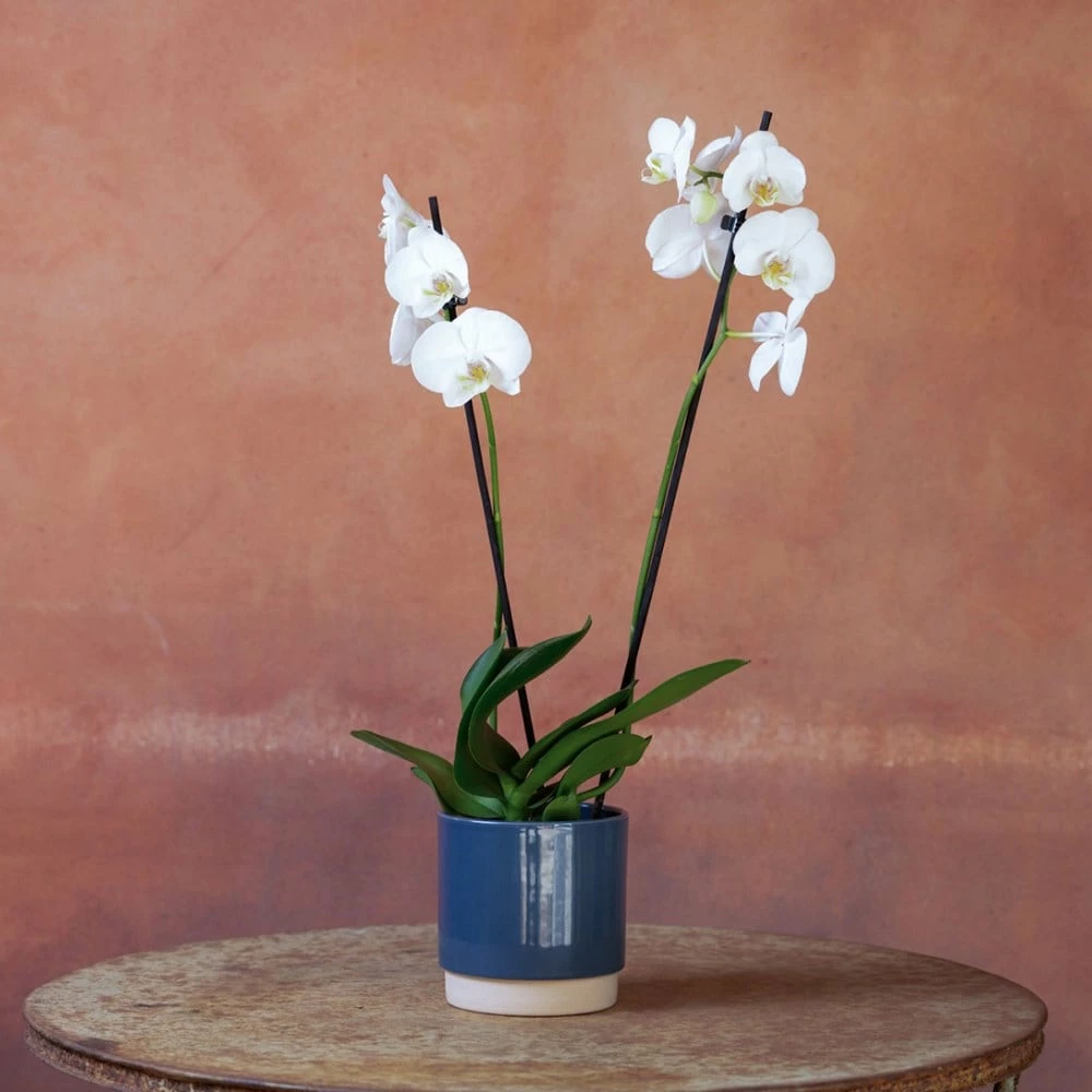 Phalaenopsis 'Inverness' 6 Phalaenopsis 'Inverness' - Image 4