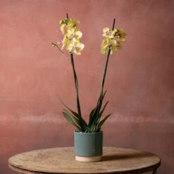 Phalaenopsis 'Modena' -plant store pl2000048228 card3 lg