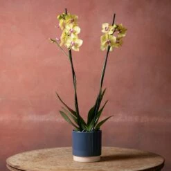 Phalaenopsis 'Modena' -plant store pl2000048228 card4 lg