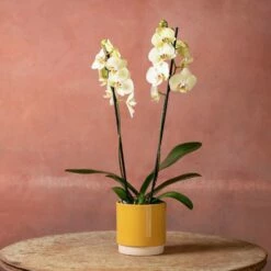 Phalaenopsis 'Volterra' 12 Phalaenopsis 'Volterra' -plant store pl2000048229 card5 lg