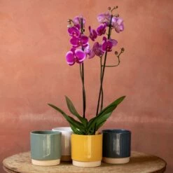 Phalaenopsis 'Durban'