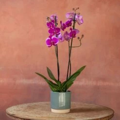 Phalaenopsis 'Durban' -plant store pl2000048231 card3 lg
