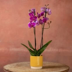 Phalaenopsis 'Durban' -plant store pl2000048231 card5 lg
