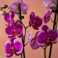 Phalaenopsis 'Durban' -plant store pl2000048231 card6 lg