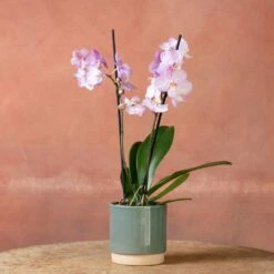 Phalaenopsis 'Milwaukee' -plant store pl2000048233 card3 lg