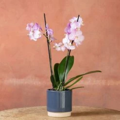 Phalaenopsis 'Milwaukee' -plant store pl2000048233 card4 lg
