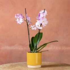 Phalaenopsis 'Milwaukee' -plant store pl2000048233 card5 lg