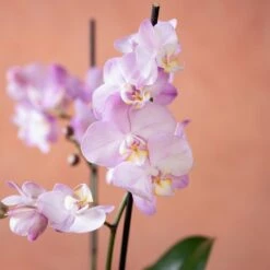 Phalaenopsis 'Milwaukee' -plant store pl2000048233 card6 lg