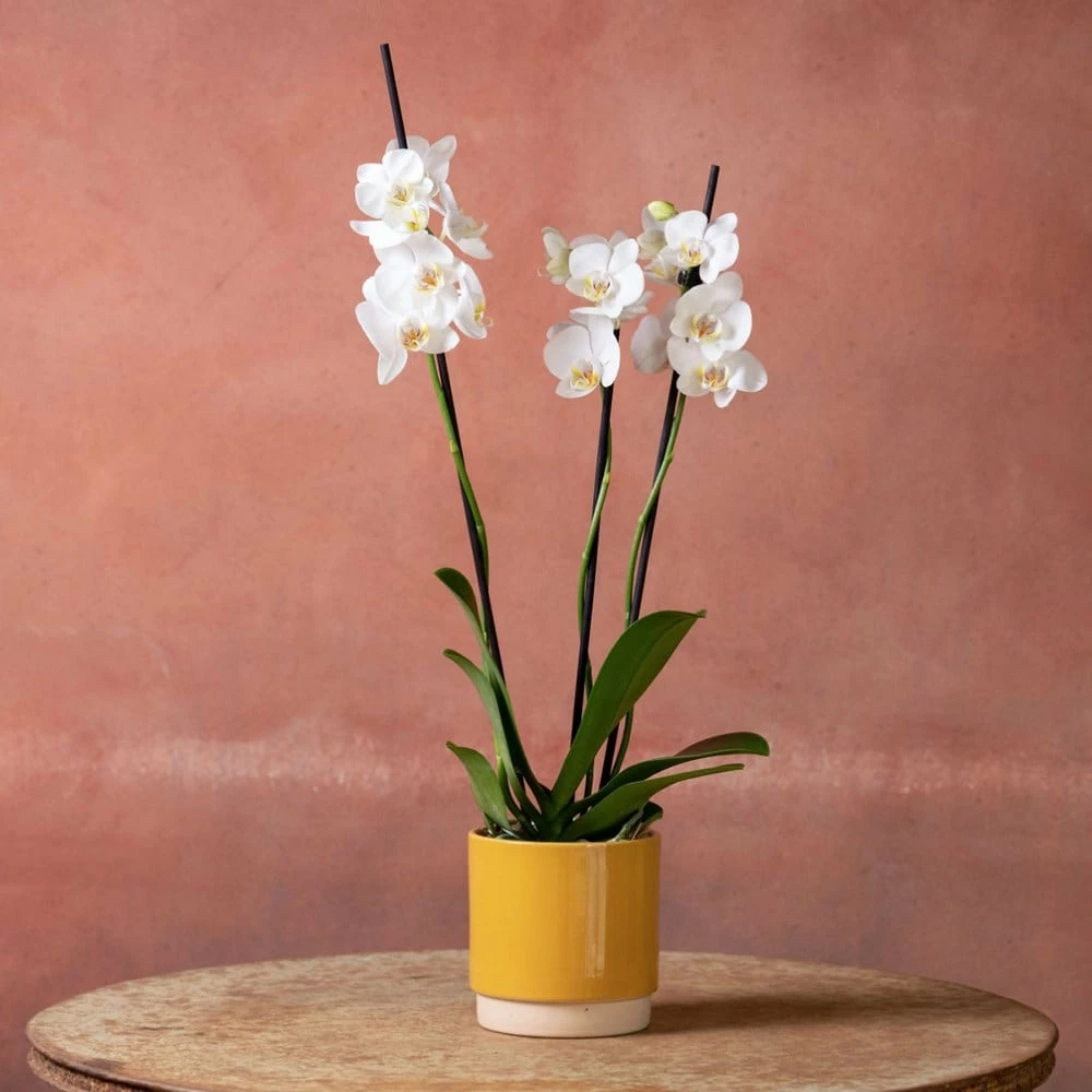 Phalaenopsis 'Dover' 7 Phalaenopsis 'Dover' - Image 5