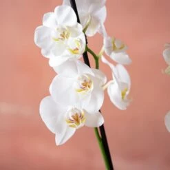 Phalaenopsis 'Dover' 13 Phalaenopsis 'Dover' -plant store pl2000048235 card6 lg