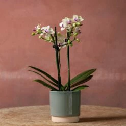 Phalaenopsis 'Flaming Burrito' 10 Phalaenopsis 'Flaming Burrito' -plant store pl2000048236 card3 lg