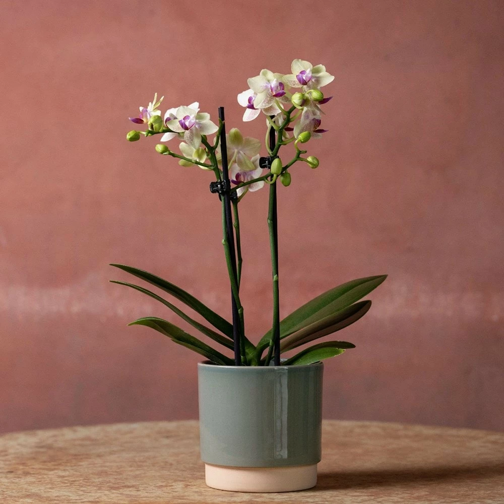 Phalaenopsis 'Flaming Burrito' 5 Phalaenopsis 'Flaming Burrito' - Image 3