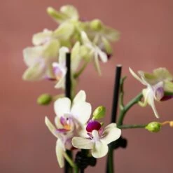 Phalaenopsis 'Flaming Burrito' 13 Phalaenopsis 'Flaming Burrito' -plant store pl2000048236 card6 lg