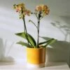Phalaenopsis 'El Paso' -plant store pl2000048237
