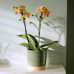 Phalaenopsis 'El Paso' 9 Phalaenopsis 'El Paso' -plant store pl2000048237 card3 lg