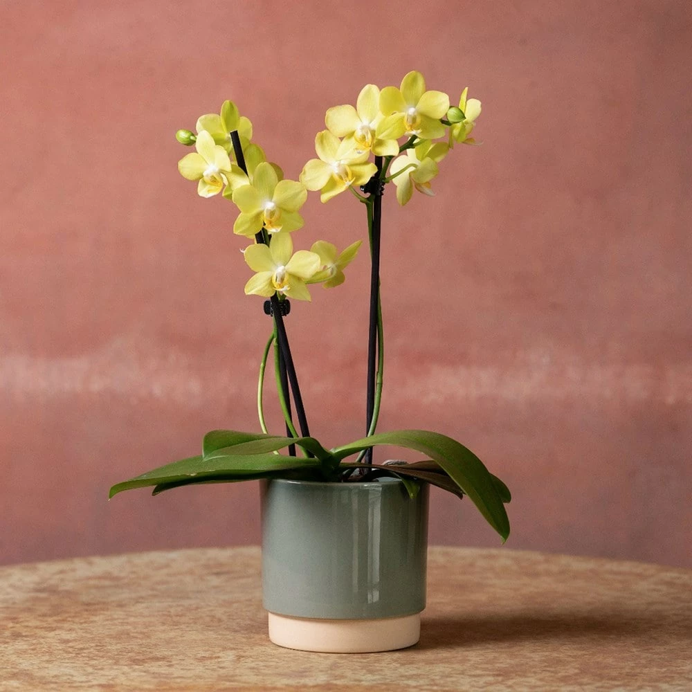 Phalaenopsis 'La Paz' 5 Phalaenopsis 'La Paz' - Image 3