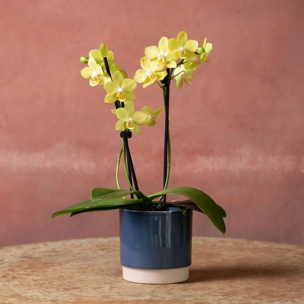 Phalaenopsis 'La Paz' 6 Phalaenopsis 'La Paz' - Image 4