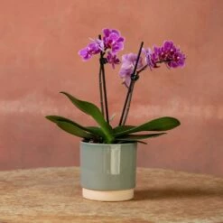 Phalaenopsis 'Perceval' 10 Phalaenopsis 'Perceval' -plant store pl2000048240 card3 lg