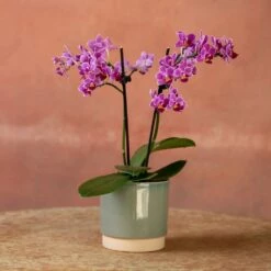 Phalaenopsis 'Take Five' -plant store pl2000048241 card3 lg