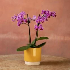 Phalaenopsis 'Take Five' -plant store pl2000048241 card5 lg