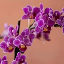 Phalaenopsis 'Take Five' -plant store pl2000048241 card6 lg