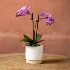Phalaenopsis 'Pink Veins' -plant store pl2000048242 card2 lg