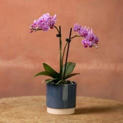 Phalaenopsis 'Pink Veins' -plant store pl2000048242 card3 lg