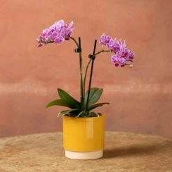Phalaenopsis 'Pink Veins' -plant store pl2000048242 card4 lg