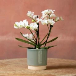 Phalaenopsis 'Zurich' -plant store pl2000048245 card3 lg