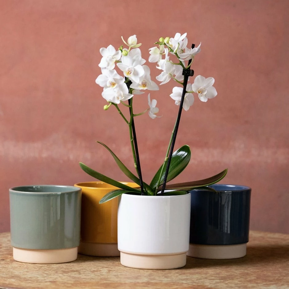 Phalaenopsis 'Bern' 3 Phalaenopsis 'Bern'