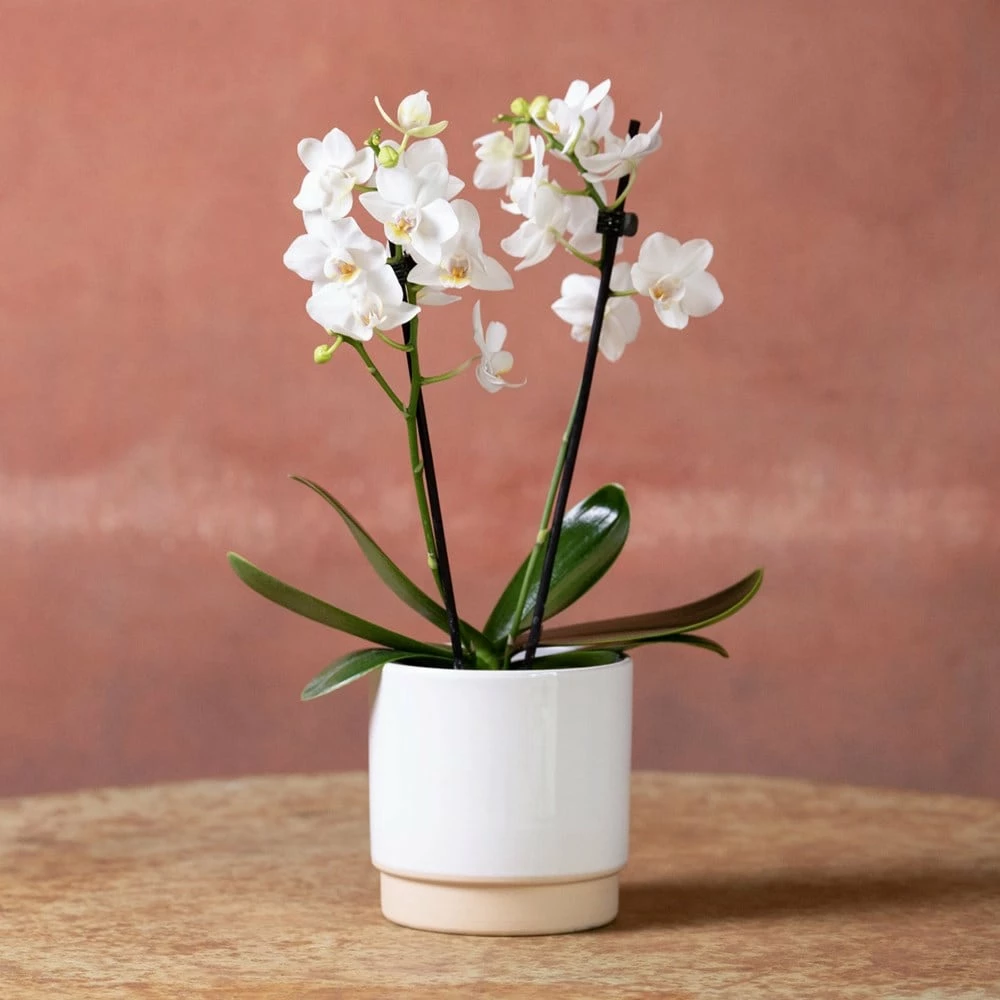 Phalaenopsis 'Bern' 4 Phalaenopsis 'Bern' - Image 2