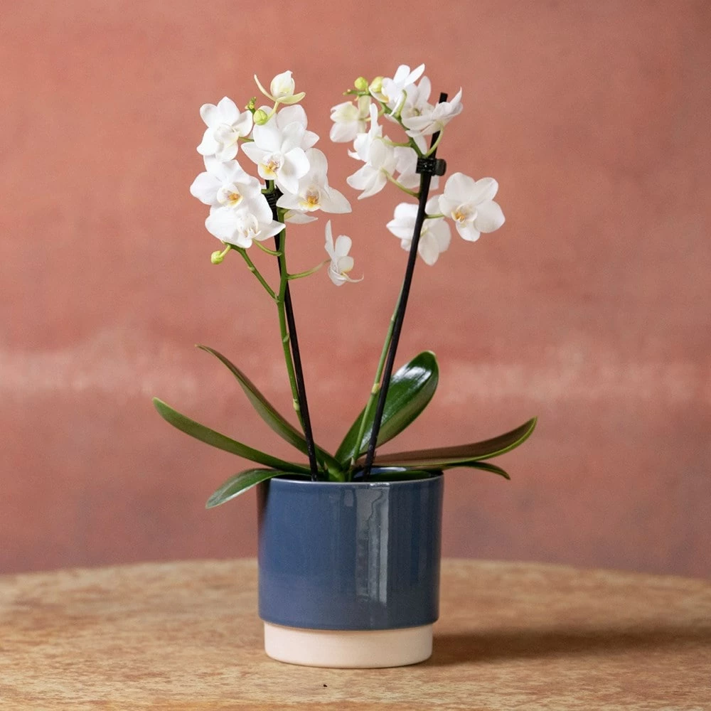 Phalaenopsis 'Bern' 6 Phalaenopsis 'Bern' - Image 4