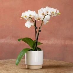 Phalaenopsis 'Puppy' -plant store pl2000048247 card2 lg