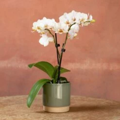 Phalaenopsis 'Puppy' -plant store pl2000048247 card3 lg