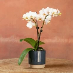 Phalaenopsis 'Puppy' -plant store pl2000048247 card4 lg