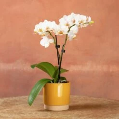 Phalaenopsis 'Puppy' -plant store pl2000048247 card5 lg