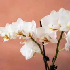 Phalaenopsis 'Puppy' -plant store pl2000048247 card6 lg