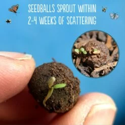 Seedballs Native Wildflowers For Wildlife 13 Seedballs Native Wildflowers For Wildlife -plant store pl2000048352 card5 lg