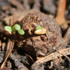 Seedballs Native Wildflowers For Wildlife 14 Seedballs Native Wildflowers For Wildlife -plant store pl2000048352 card6 lg