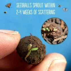 Seedballs Native Annual Wildflowers 13 Seedballs Native Annual Wildflowers -plant store pl2000048353 card5 lg