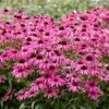Echinacea 'Purple Emperor' (PBR) 1 Echinacea 'Purple Emperor' (PBR) -plant store pl2000048430