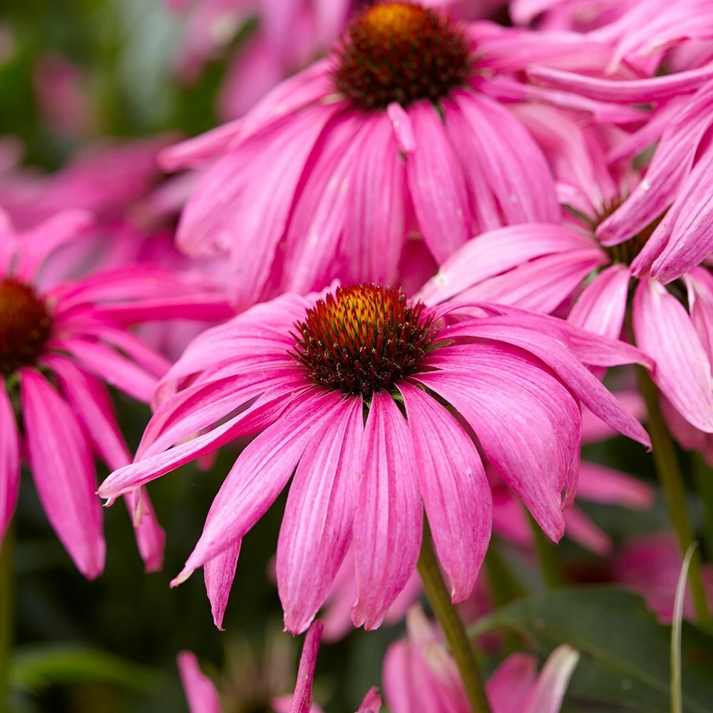 Echinacea 'Purple Emperor' (PBR) 4 Echinacea 'Purple Emperor' (PBR) - Image 2