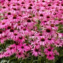 Echinacea 'Purple Emperor' (PBR) 9 Echinacea 'Purple Emperor' (PBR) -plant store pl2000048430 card3 lg