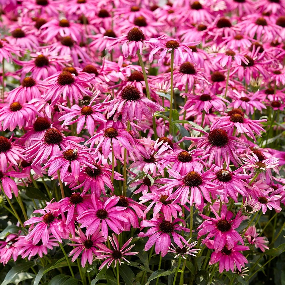 Echinacea 'Purple Emperor' (PBR) 5 Echinacea 'Purple Emperor' (PBR) - Image 3