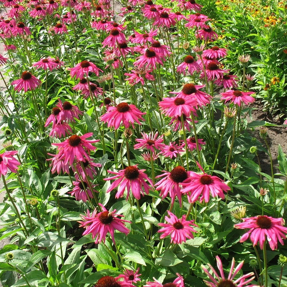 Echinacea 'Purple Emperor' (PBR) 6 Echinacea 'Purple Emperor' (PBR) - Image 4