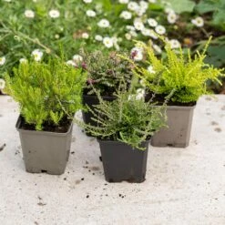 Heather Collection (4 Mixed Heathers) -plant store pl2000048439 card4 lg