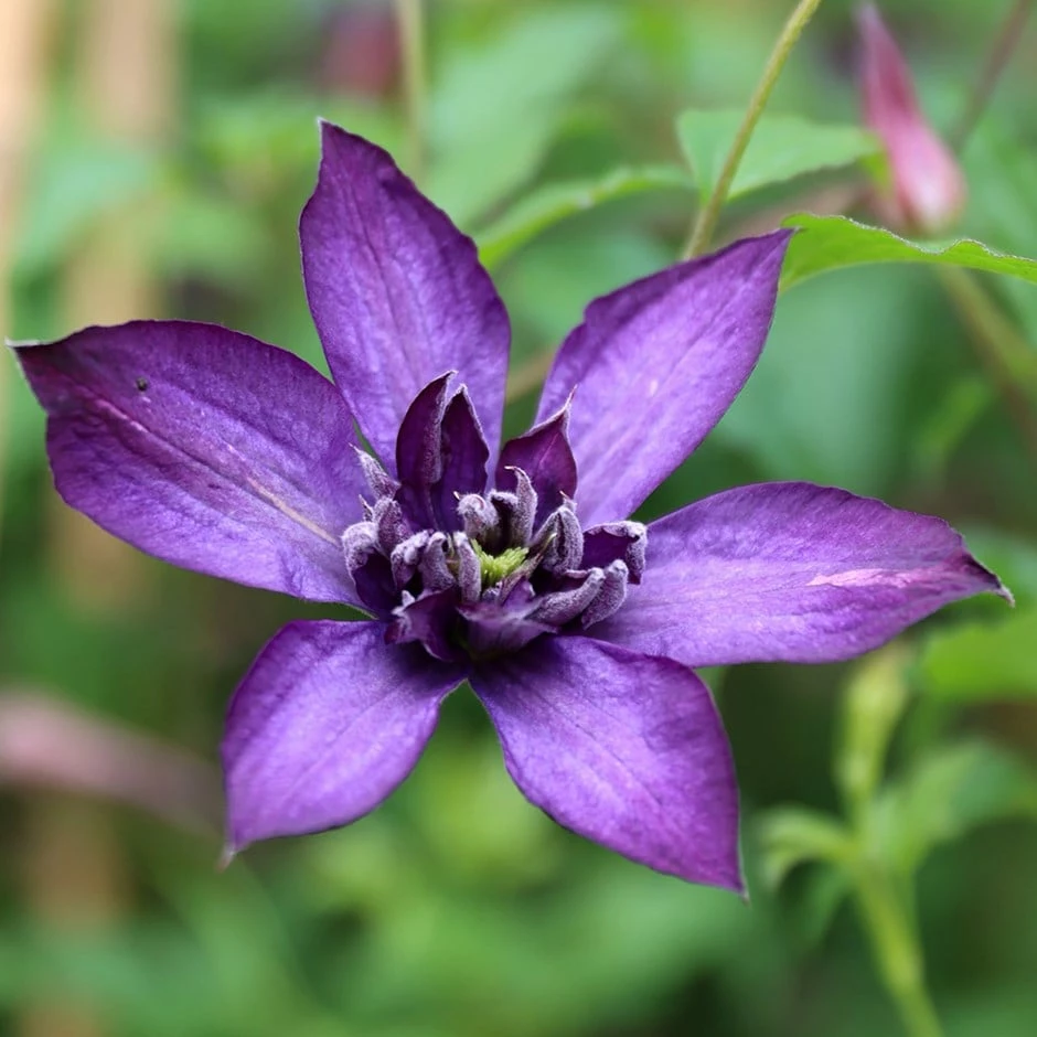 Clematis Glorious Day ('Zo23020') (PBR) 3 Clematis Glorious Day ('Zo23020') (PBR)
