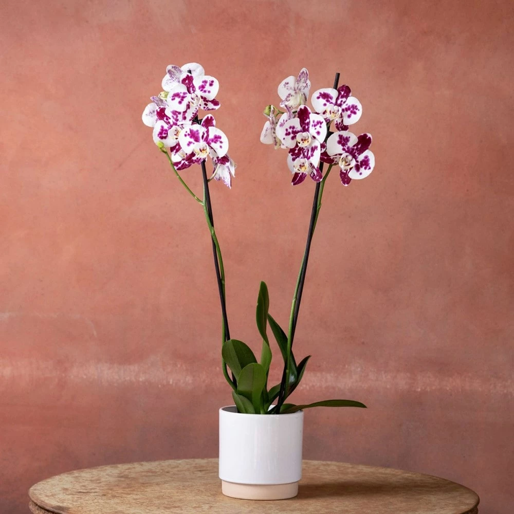 Phalaenopsis 'Marakesh' 4 Phalaenopsis 'Marakesh' - Image 2