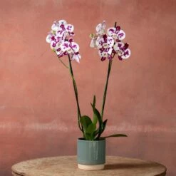 Phalaenopsis 'Marakesh' 10 Phalaenopsis 'Marakesh' -plant store pl2000048820 card3 lg